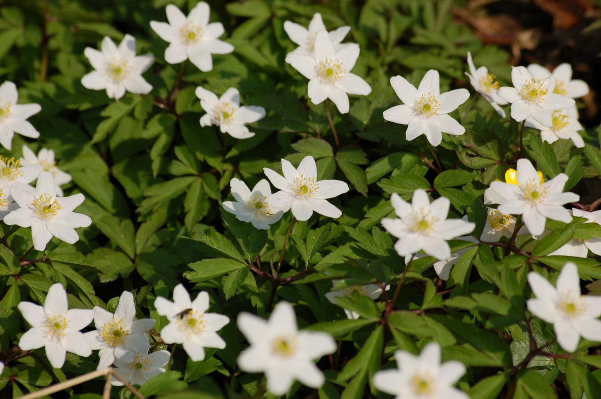Bosanemoon (Anemone nemorosa)