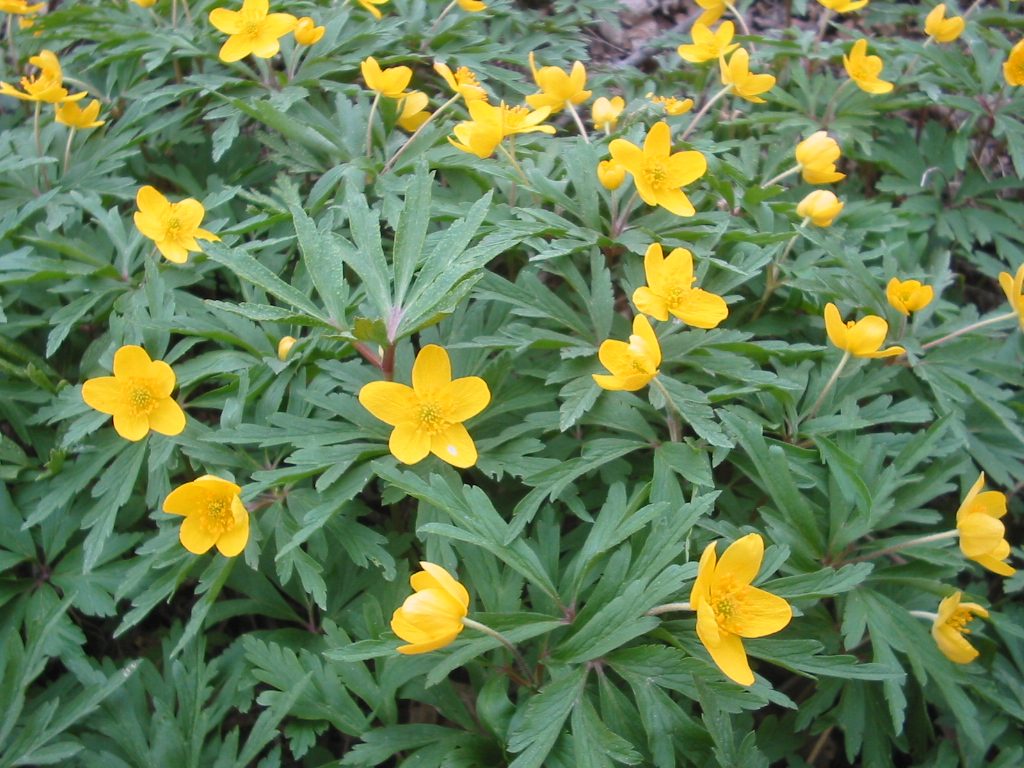 Gele anemoon (Anemone ranunculoides)