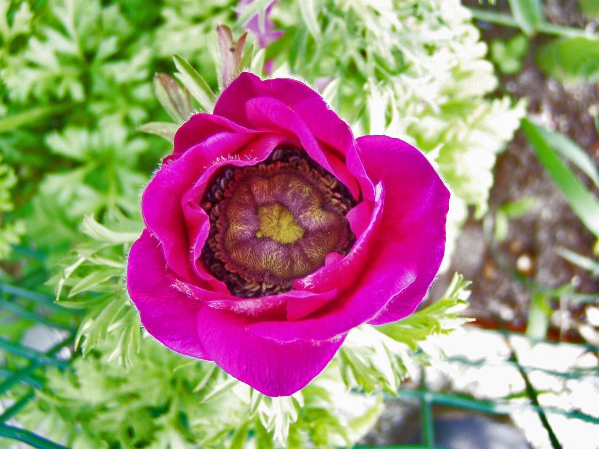 Anemoon (Anemone sylvestris)