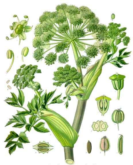 Grote engelwortel (Angelica archangelica)