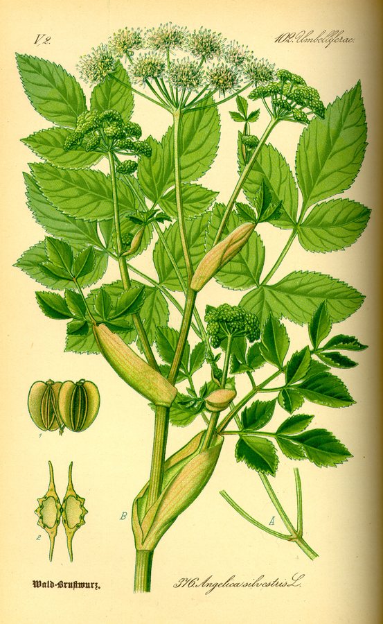 Gewone engelwortel (Angelica sylvestris)