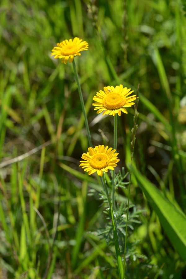 Gele kamille (Anthemis tinctoria)