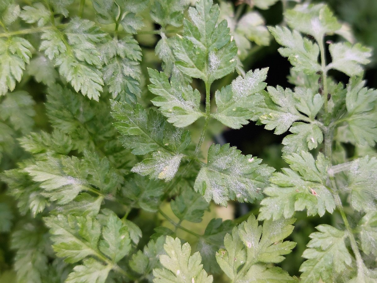 Kervel (Anthriscus cerefolium)