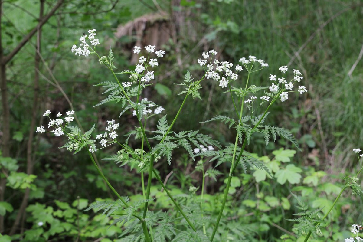 Fluitenkruid (Anthriscus sylvestris)