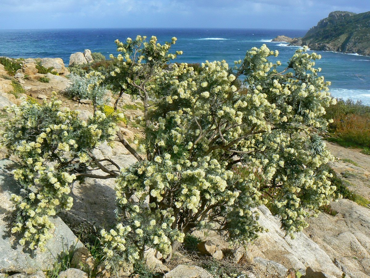 Witte struikwondklaver (Anthyllis barba-jovis)