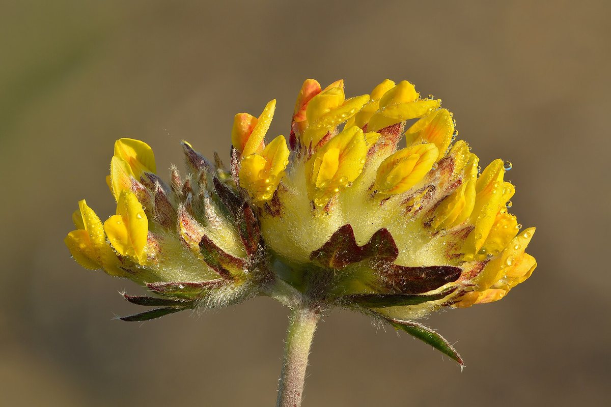 Wondklaver (Anthyllis vulneraria)