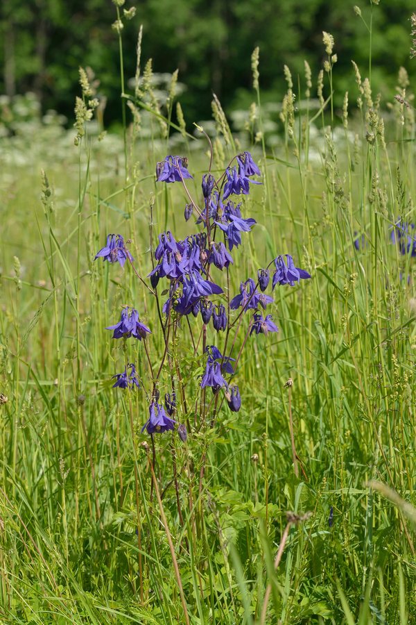 Wilde akelei (Aquilegia vulgaris)