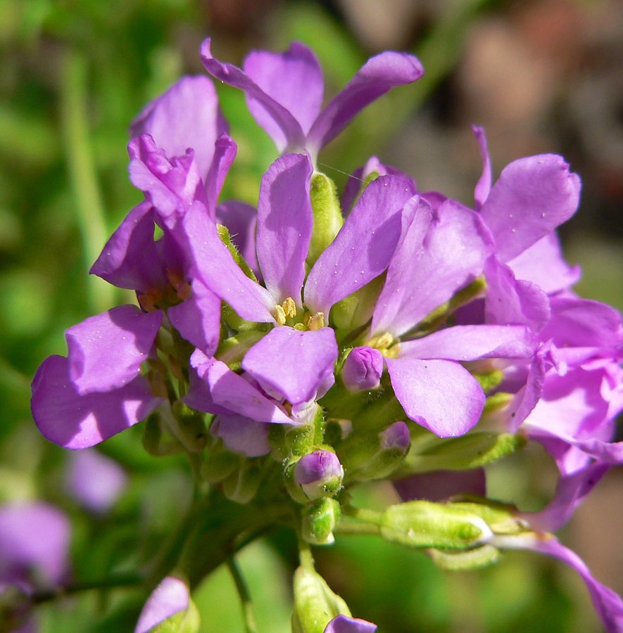 Randjesbloem / Rijstebrij (Arabis blepharophylla)