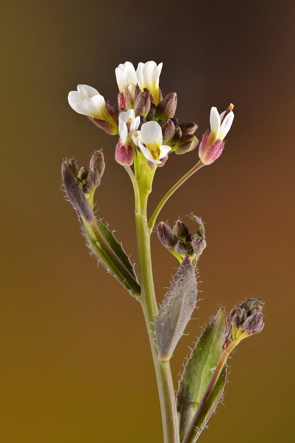Ruige scheefkelk (Arabis hirsuta ssp. hirsuta)