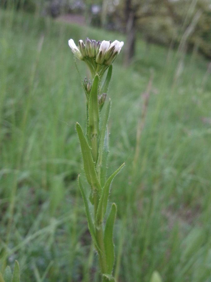 Pijlscheefkelk (Arabis hirsuta ssp. sagittata)