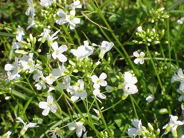 Arabis (Arabis procurrens)