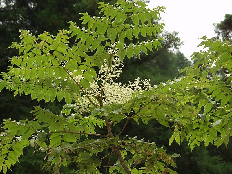 Aralia (Aralia elata (japonica))