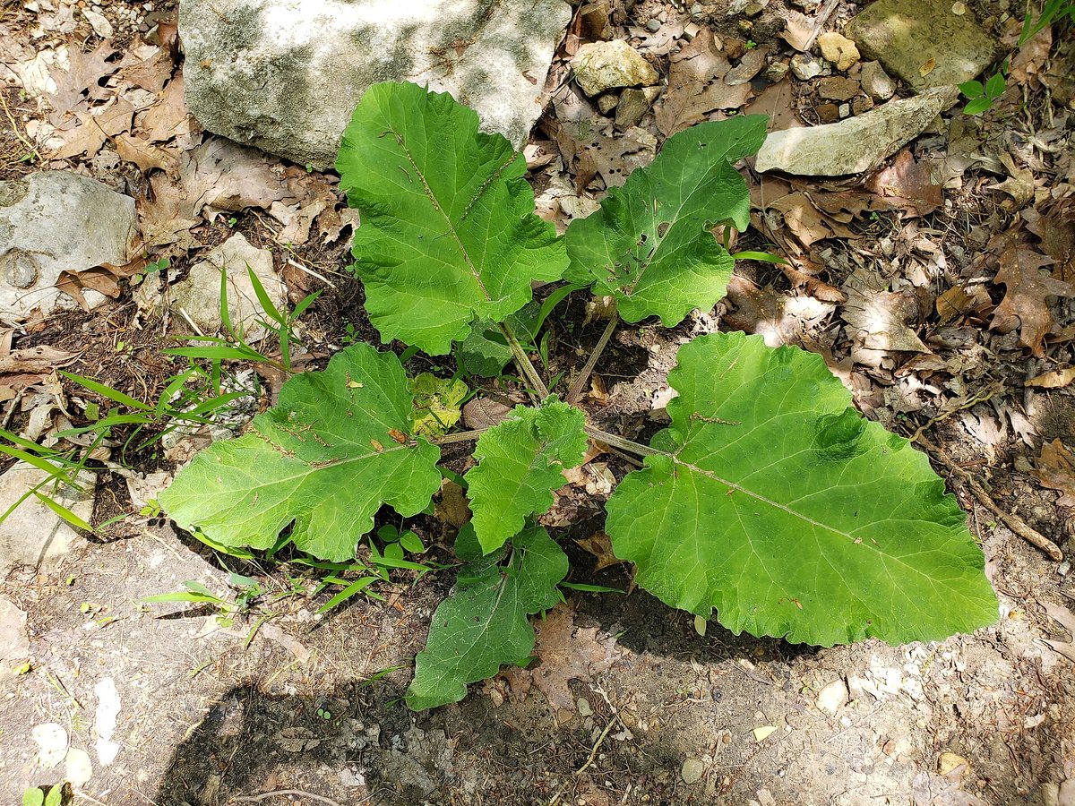 Gewone klit (Arctium minus)