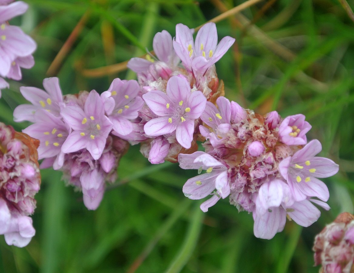 Engels gras (Armeria maritima)