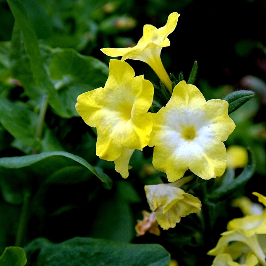 Profetenbloem (Arnebia pulchra)