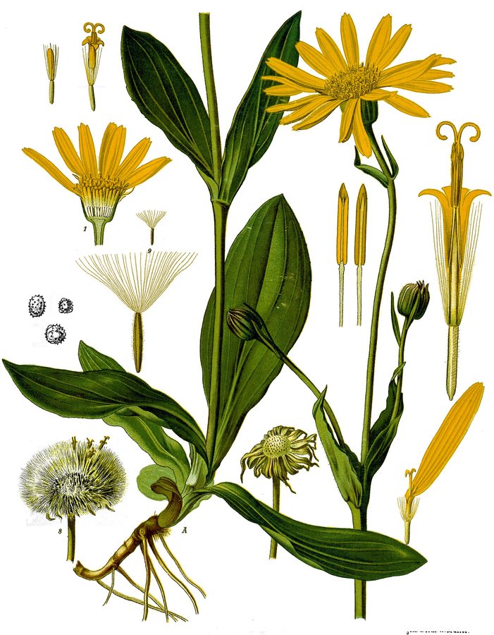 Valkruid (Arnica montana)