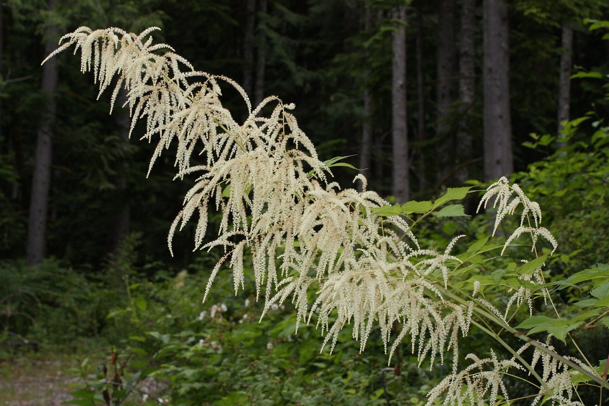 Geitenbaard (Aruncus dioicus)