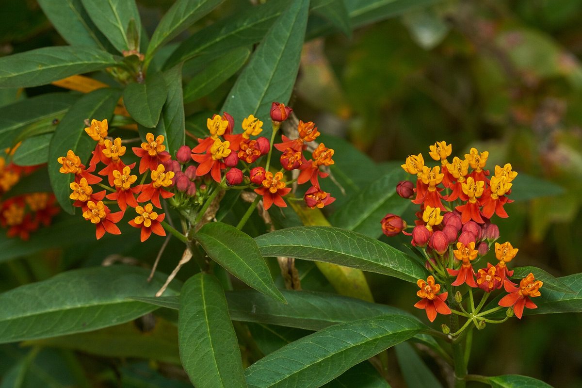 Rode zijdeplant (Asclepias curassavica)