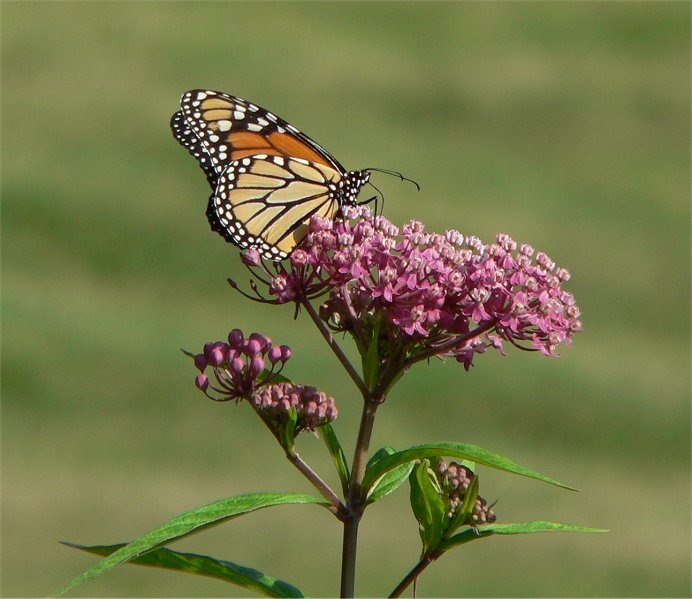 Zijdeplant (Asclepias incarnata)