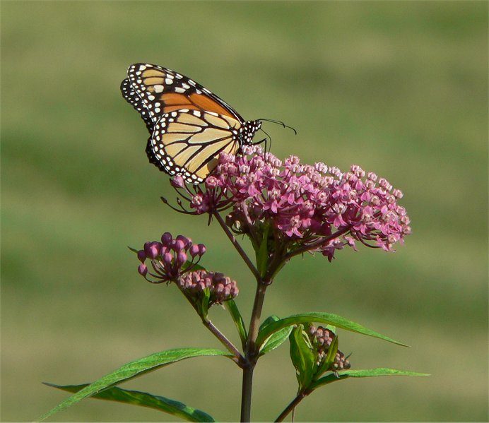 Rode zijdeplant (Asclepias rubra)
