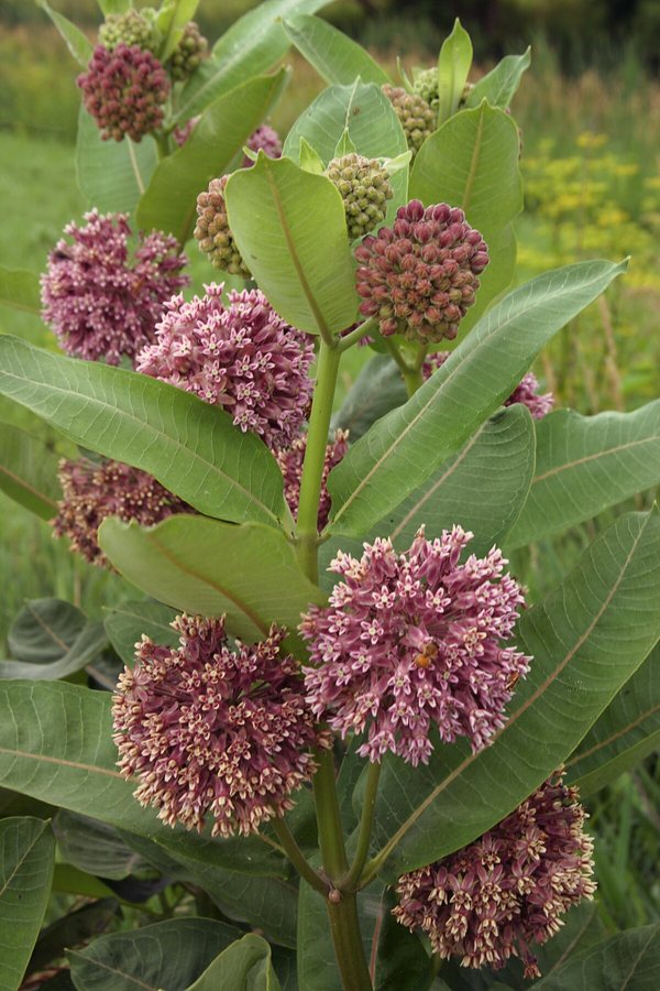 Zijdeplant (Asclepias syriaca)