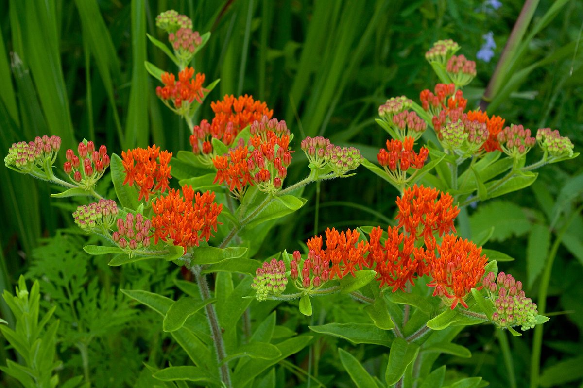 Knolzijdeplant (Asclepias tuberosa)