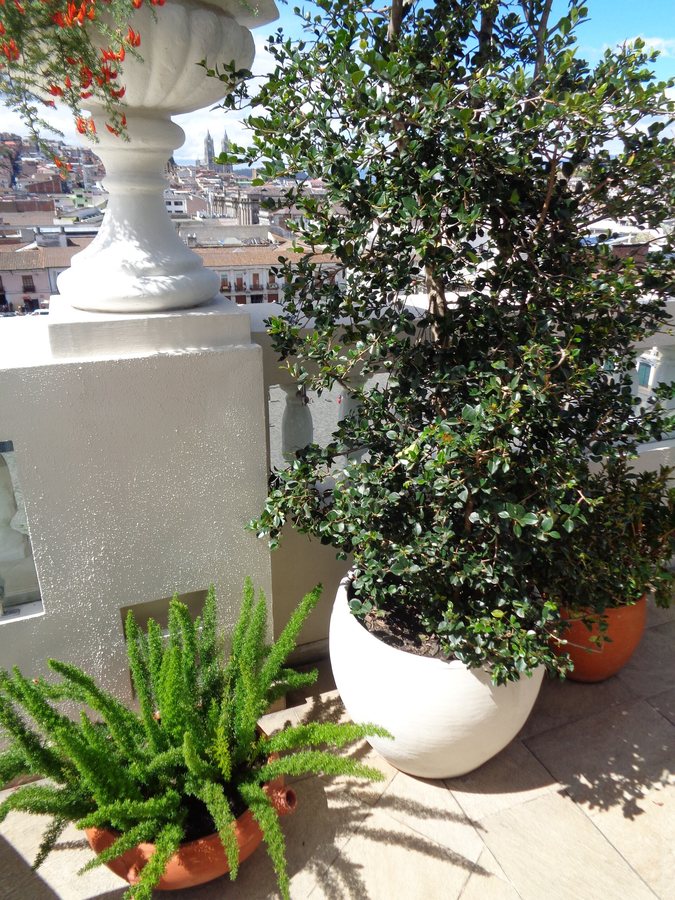 Tuinasperge / Asperge (Asparagus officinalis ssp. officinalis)