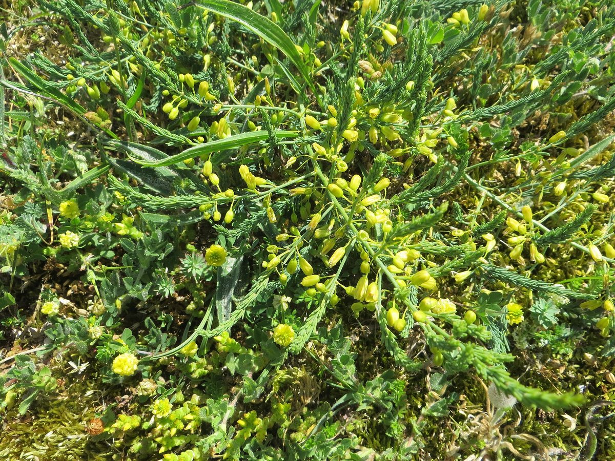 Liggende asperge (Asparagus officinalis ssp. prostratus)