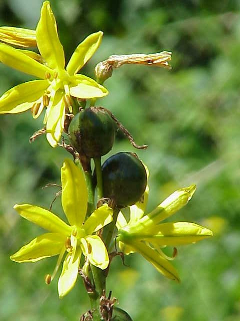 Gele affodil (Asphodeline lutea)