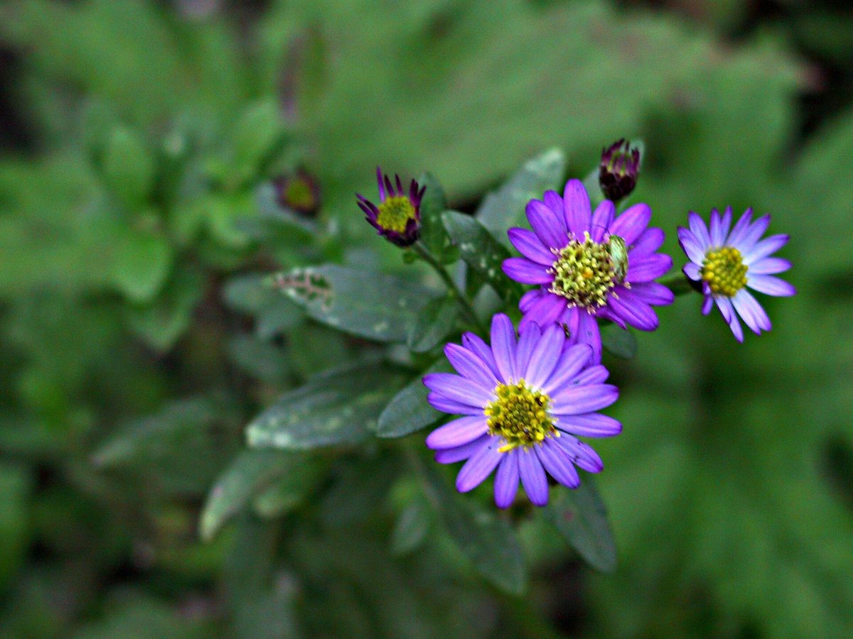Herfstaster (Aster ageratoides)