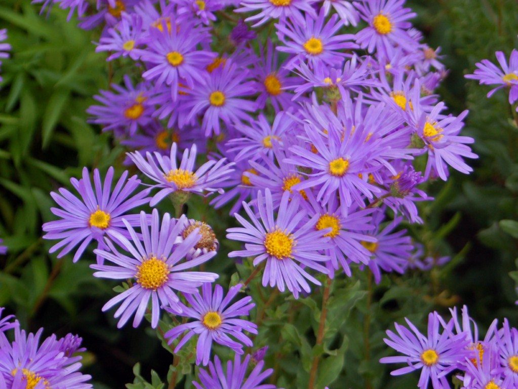 Bergaster / Italiaanse aster (Aster amellus)