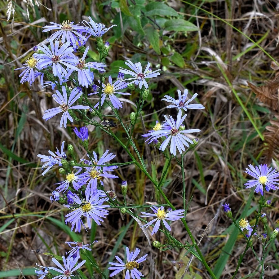 Hemelaster (Aster azureus)