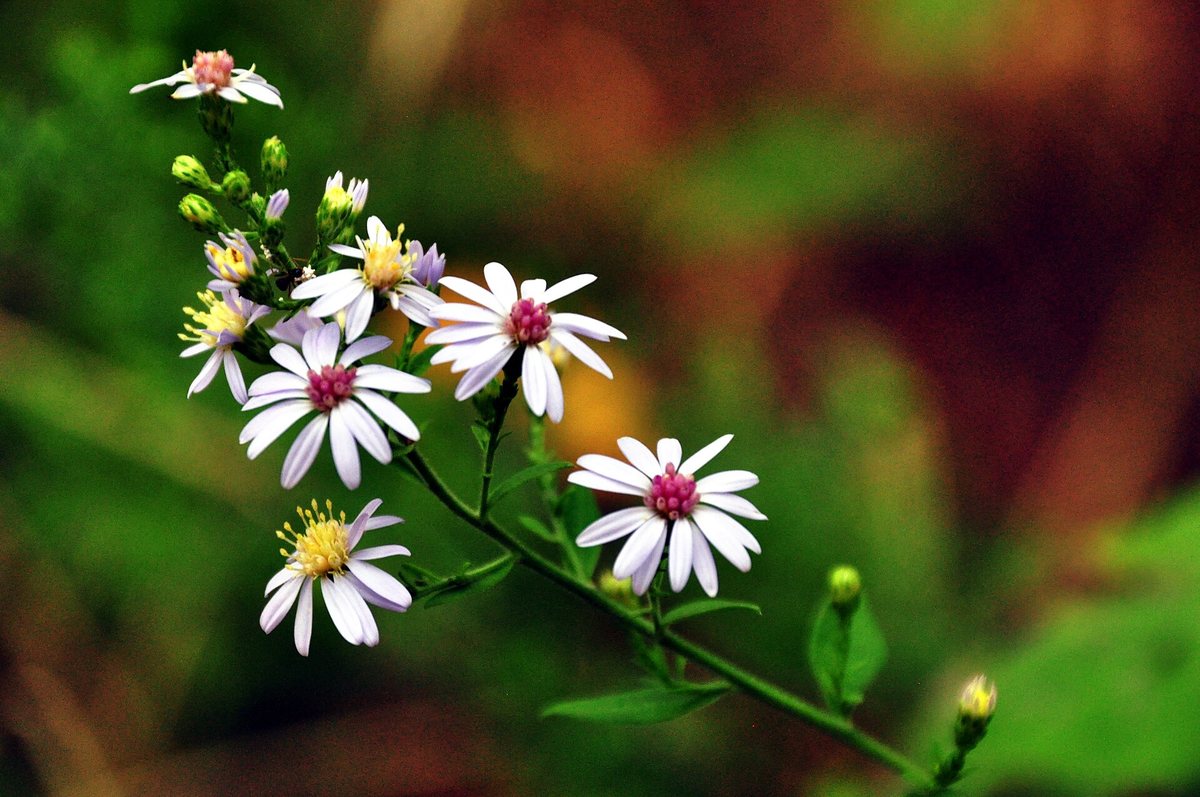 Smalle aster (Aster lanceolatus)