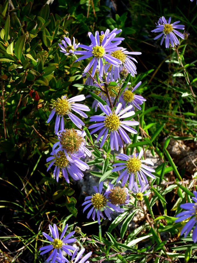 Aster (Aster sedifolius)