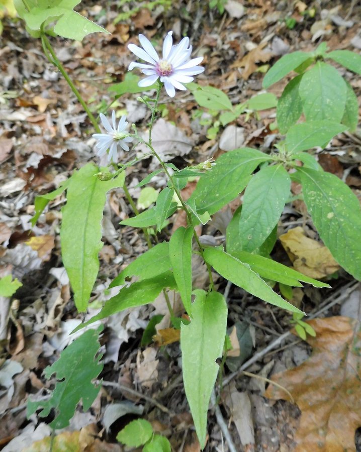 Aster / Short's aster (Aster shortii)