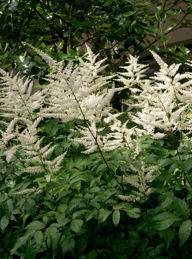 Astilbe / Pluimspirea (Astilbe japonica)