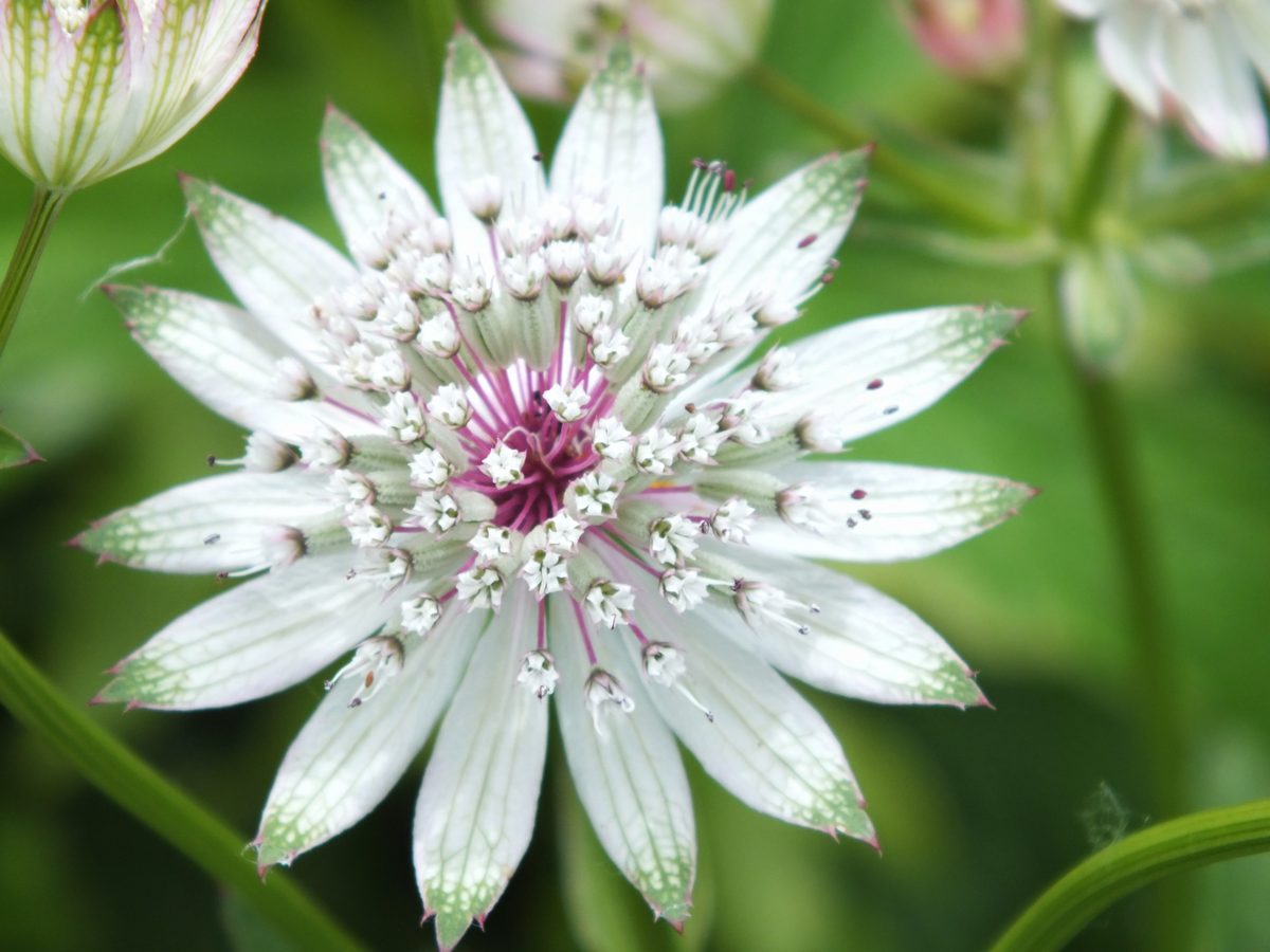 Zeeuws knoopje / Groot sterrenscherm (Astrantia major)