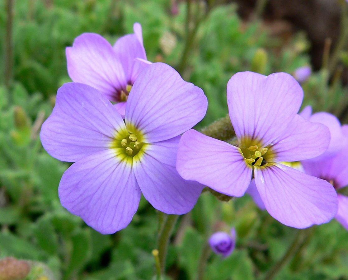 Aubrietia (Aubrietia deltoidea)