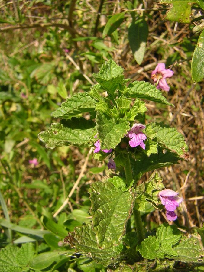 Stinkende ballote (Ballota nigra ssp. foetida)