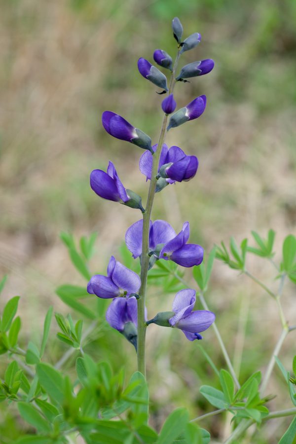 Wilde indigo / Valse indigo / Indigolupine (Baptisia australis)