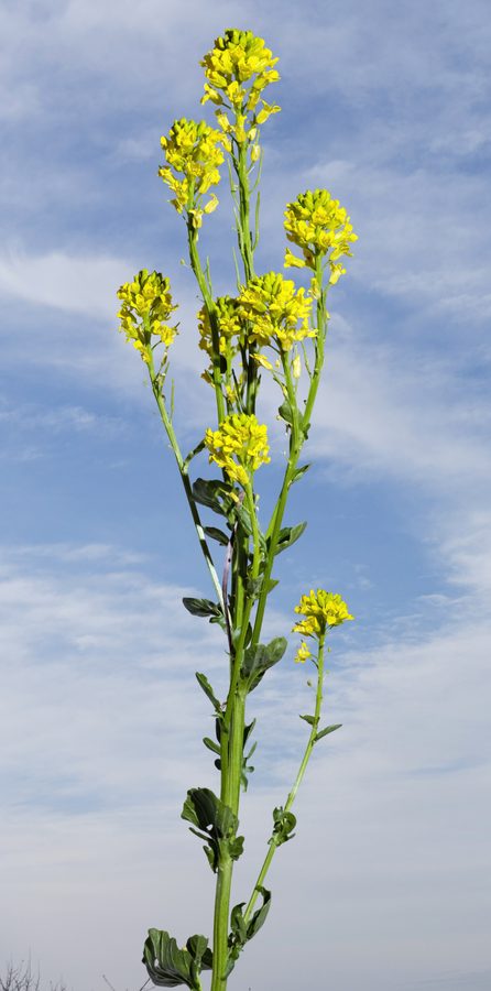 Gewoon barbarakruid (Barbarea vulgaris)