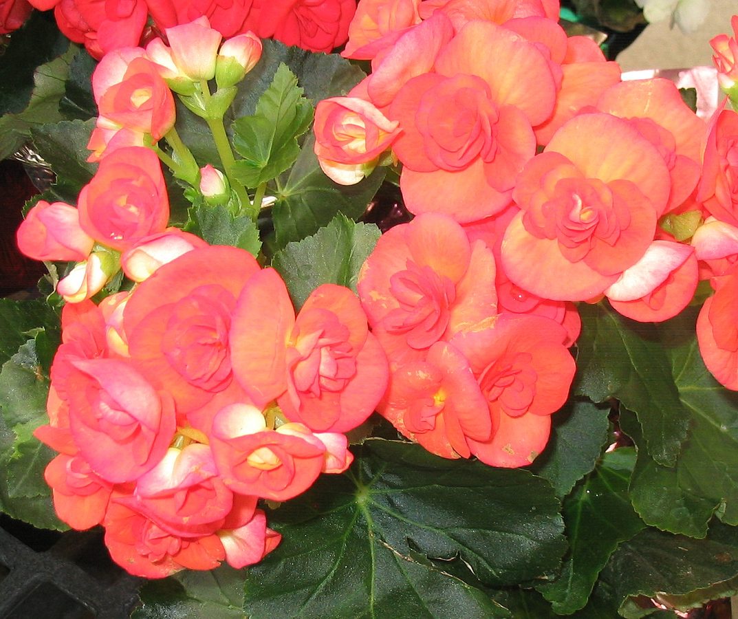 Begonia (Begonia semperflorens hybr.)