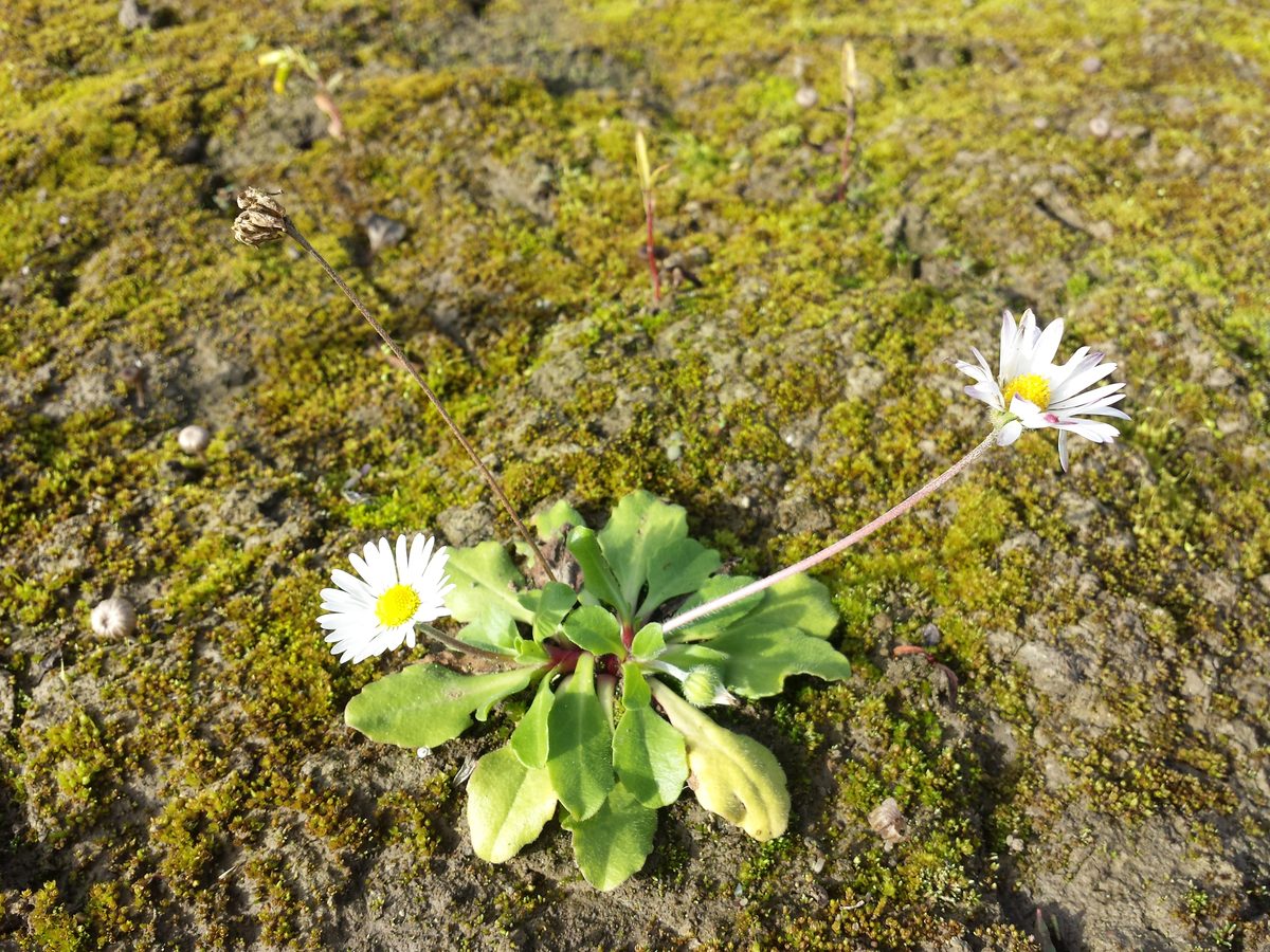 Madeliefje (Bellis perennis)