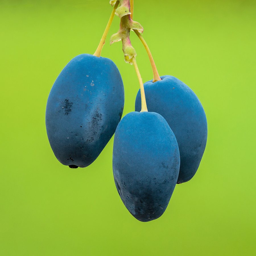 Mahonie (Berberis aquifolium / Mahonia aquifolium)