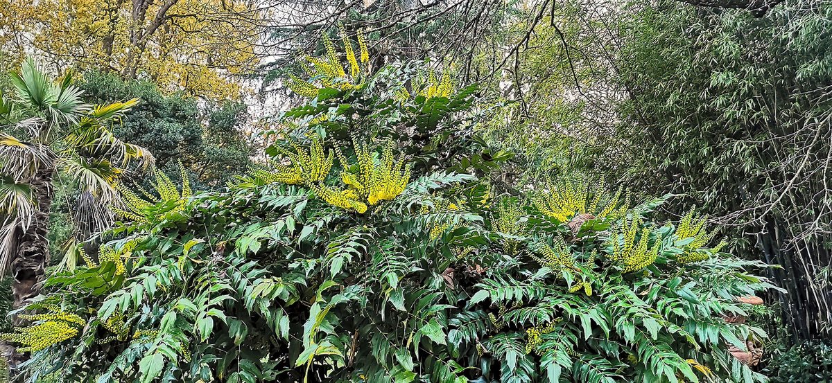 Mahonie (Berberis bealei / Mahonia bealei)