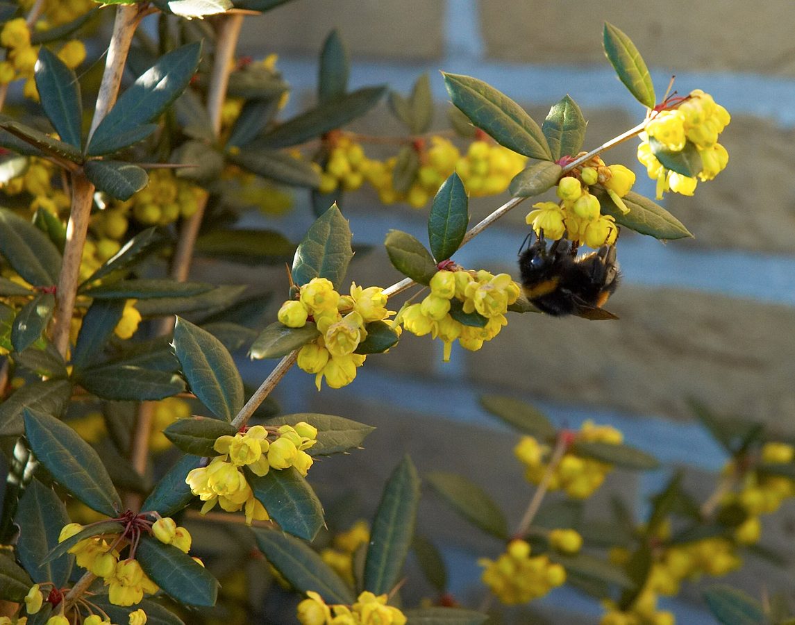 Zuurbes (Berberis julianae)