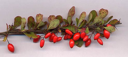 Zuurbes (Berberis thunbergii)