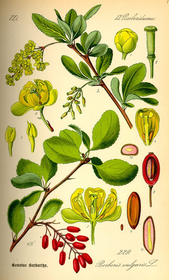 Zuurbes (Berberis vulgaris)