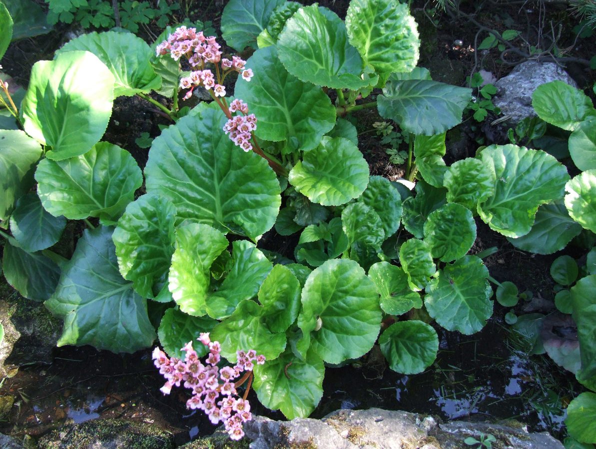 Schoenlappersplant (Bergenia cordifolia)