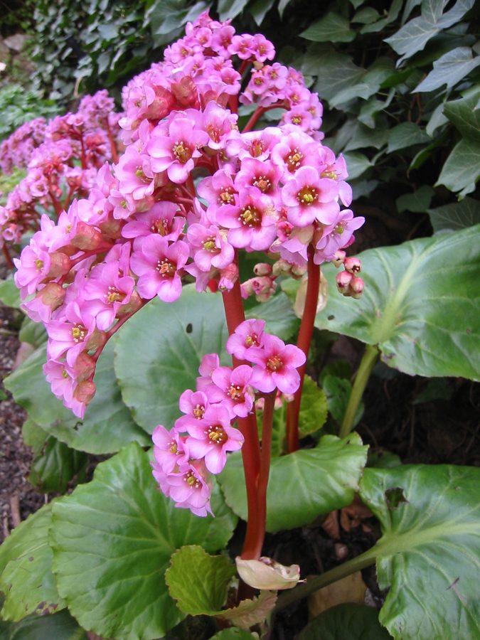 Schoenlappersplant (Bergenia purpurascens)